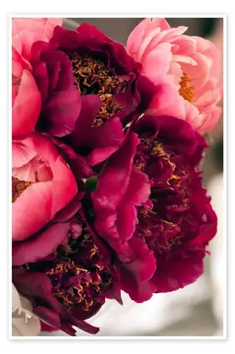 Purple Peonies de Maria Mosolova Science Photo Library