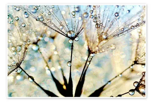 Pusetblume Morgentau de Julia Delgado