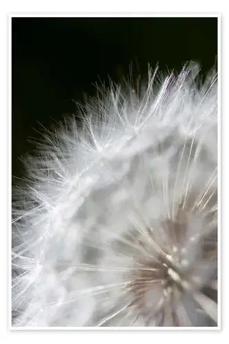 Pusteblume – ripened seeds Editors Choice