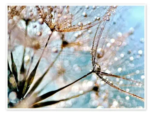 Pusteblume Bokeh Drops de Julia Delgado