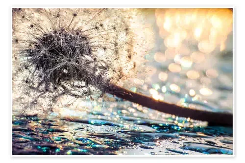 Pusteblume Bokehsparkle de Julia Delgado