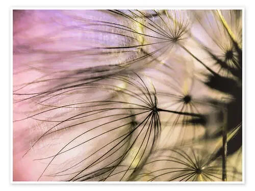Pusteblume Flair de Julia Delgado