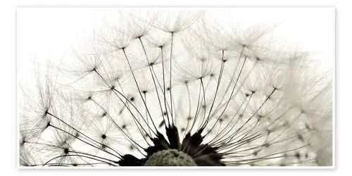 Pusteblume ganz nah de Julia Delgado