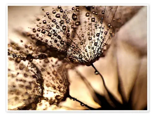 Pusteblume Goldglanz de Julia Delgado