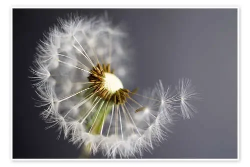 Pusteblume monochrome de Ludger Föster