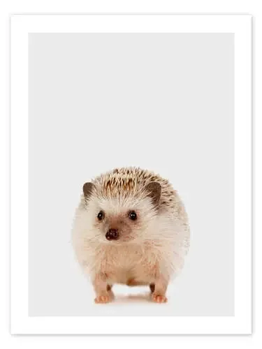Pygmy Hedgehog de Animal Kids Collection Editors Choice