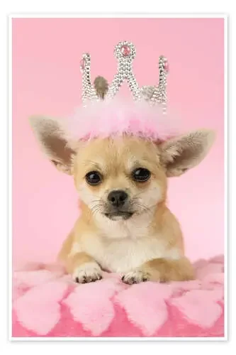 Queen Chihuahua de Greg Cuddiford MGL Licensing