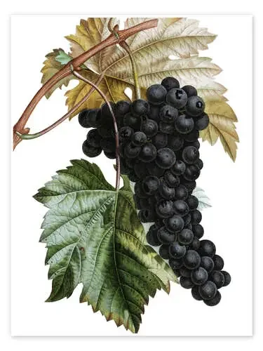 Racimo de uvas de Pierre Joseph Redouté Master Collection