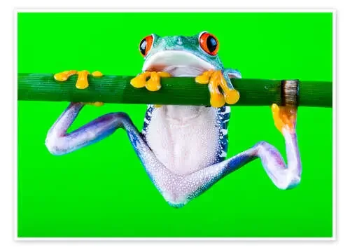 Rana colorida en equilibrio Editors Choice