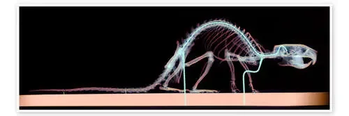 Rat skeleton de D. Roberts Science Photo Library
