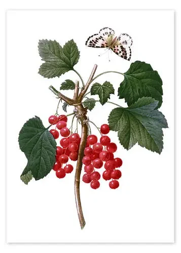 red currant de Pierre Joseph Redouté Master Collection