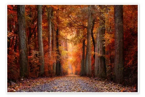 Red Forest de Bettina Dittmann