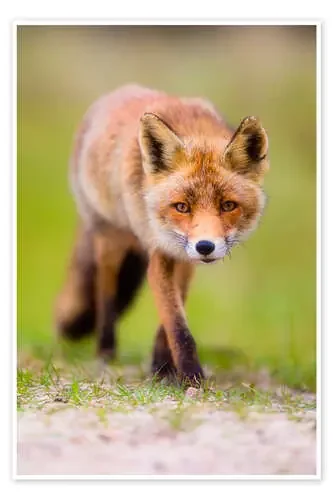red fox de Moqui, Daniela Beyer