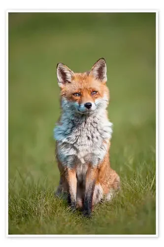 Red fox de P. Marazzi Science Photo Library