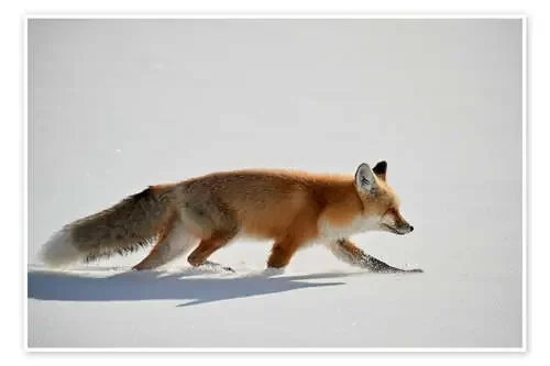 Red fox in the snow de James Hager Robert Harding
