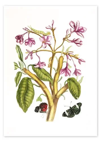 Red Jasmine (Plumeria rubra). de Maria Sibylla Merian Master Collection