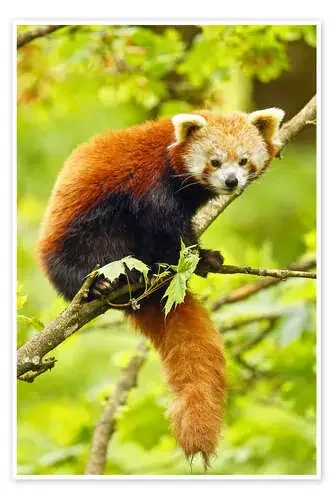 Red Panda sitting in tree imageBROKER