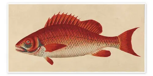 Red snapper, Lutjanus campechanus de Frederick Polydor Nodder Master Collection