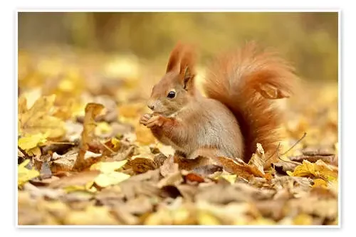 Red Squirrel in an urban park in autumn imageBROKER
