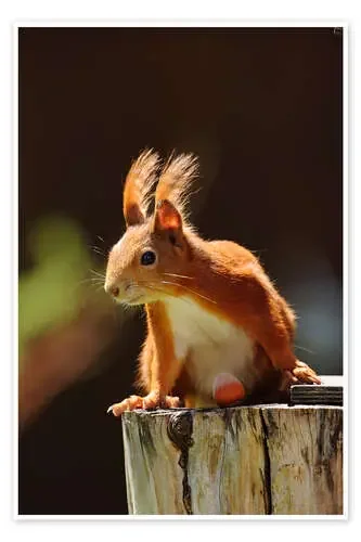 Red squirrel with hazelnut de Uwe Fuchs