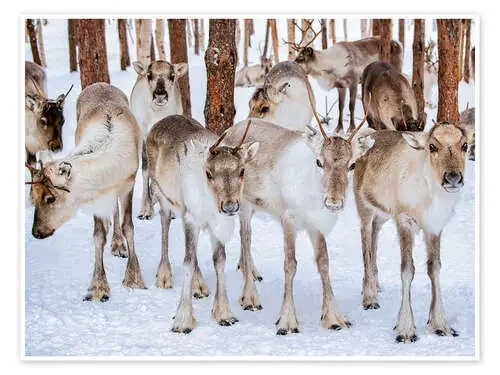 Reindeer in winter in Lapland Editors Choice
