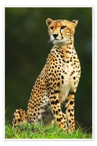Retrato de un guepardo Editors Choice