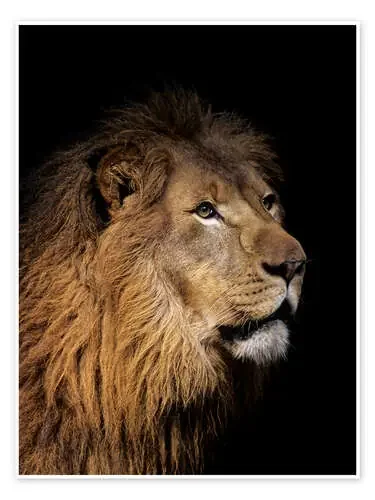 Retrato de un león de Bill Schildge Design Pics