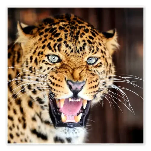 Retrato de un leopardo Editors Choice