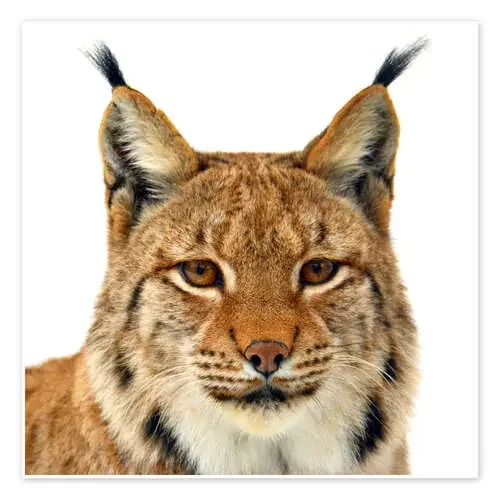 Retrato de un lince de GUGIGEI