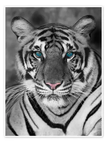 Retrato de un tigre con ojos turquesas Editors Choice
