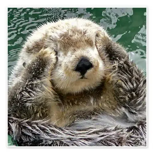 Retrato de una nutria de HADYPHOTO