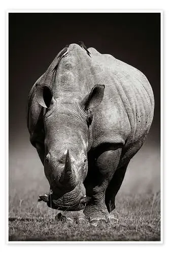 Rhinoceros portrait de Johan Swanepoel