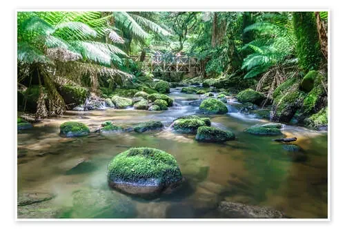 River in the green rainforest of Tasmania, Australia de Matteo Colombo