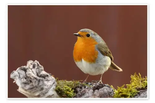 robin de Uwe Fuchs