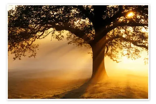 Roble al atardecer de Jeremy Walker Science Photo Library