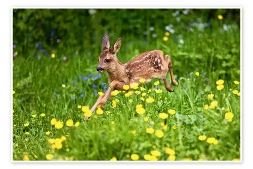 Roe Deer fawn running in flower meadow, Normandy de Gérard Lacz imageBROKER