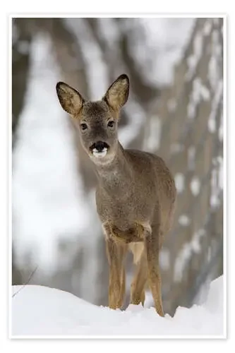 Roe deer in winter de Duncan Shaw Science Photo Library