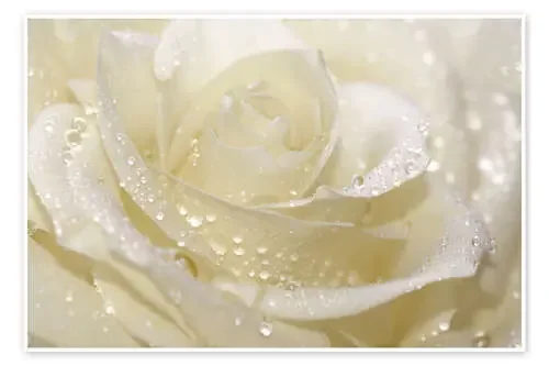 Rosa blanca con gotas de Atteloi