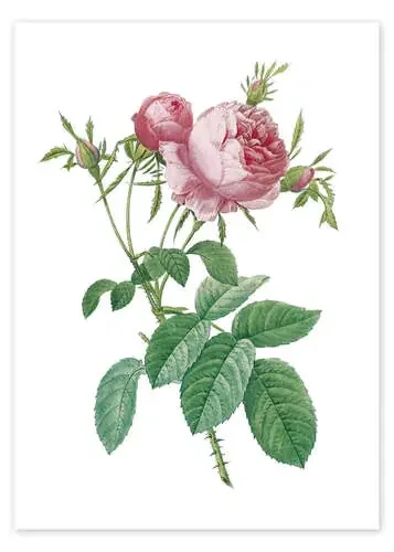 Rosa centifolia de Pierre Joseph Redouté Master Collection