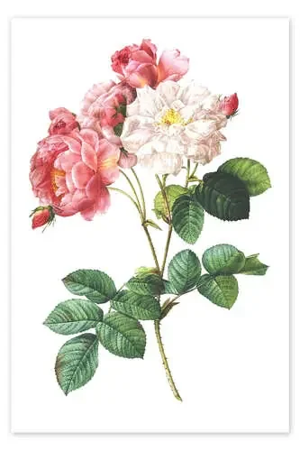 Rosa Damascena de Pierre Joseph Redouté Master Collection