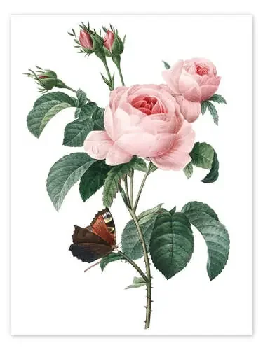 Rosa de cien pétalos de Pierre Joseph Redouté Master Collection