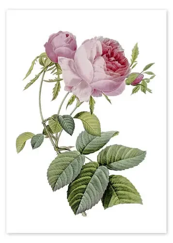 Rosa de Pierre Joseph Redouté Master Collection