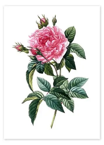Rosa Gallica Regalis de Pierre Joseph Redouté Bridgeman Images