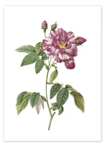 Rosa Gallica Versicolor (Rosa mundi rose) de Pierre Joseph Redouté Master Collection