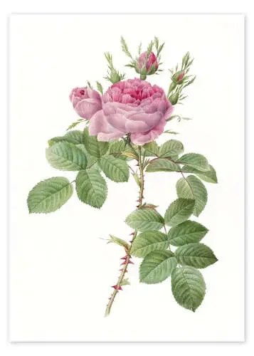 Rosa I de Pierre Joseph Redouté Master Collection
