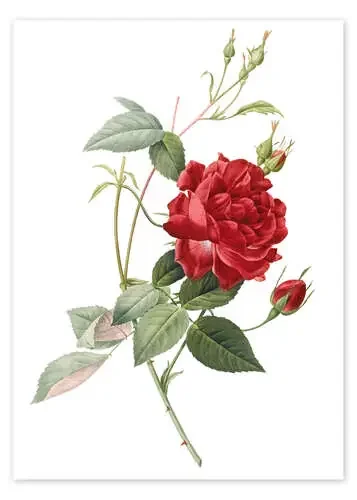 Rosa indica cruenta de Pierre Joseph Redouté Master Collection