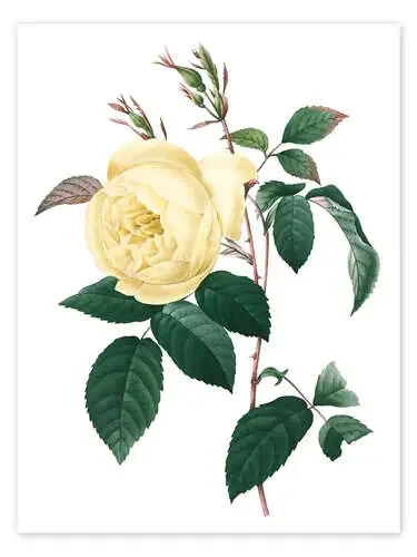 Rosa indica de Pierre Joseph Redouté Master Collection