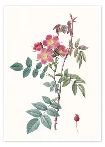Rosa IV de Pierre Joseph Redouté Master Collection