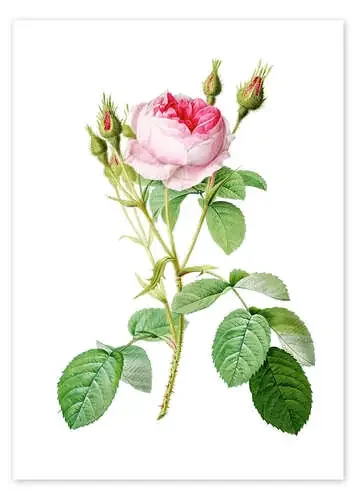 Rosa muscosa multiplex de Pierre Joseph Redouté Master Collection