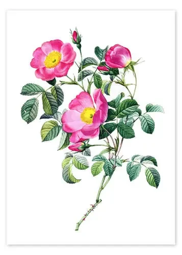 Rosa pumila de Pierre Joseph Redouté Bridgeman Images